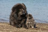 DOGUE DU TIBET 102